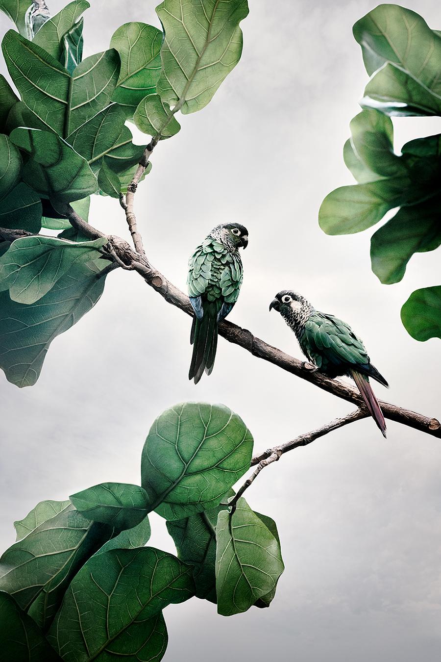 Comfort Me Conures
Series: Meditations
Photo-based painting on Canson Infinity Rag Photographique

Available sizes
30 x 20 in    Edition of 15
40 x 27 in    Edition of 12
60 x 40 in    Edition of 10
In this series, Zilberberg creates animal montages