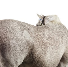Holly Bull - The Portrait of Champion Thoroughbred Racehorse, Pigment Print