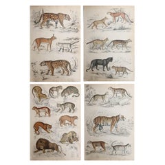 Set di 4 grandi stampe originali di gatti, CIRCA 1835